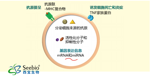 免疫系統(tǒng)中外泌體的組成分子
