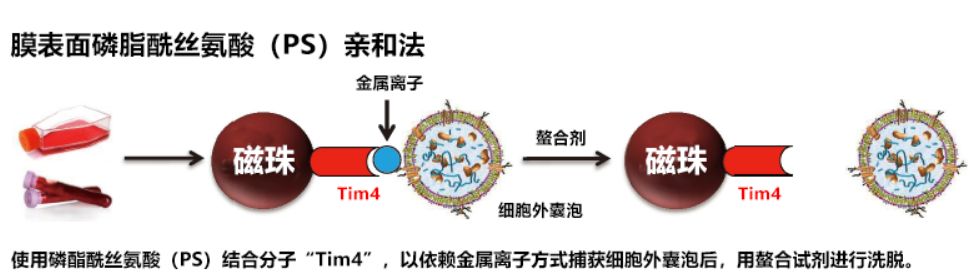 免疫系統中外泌體的組成分子