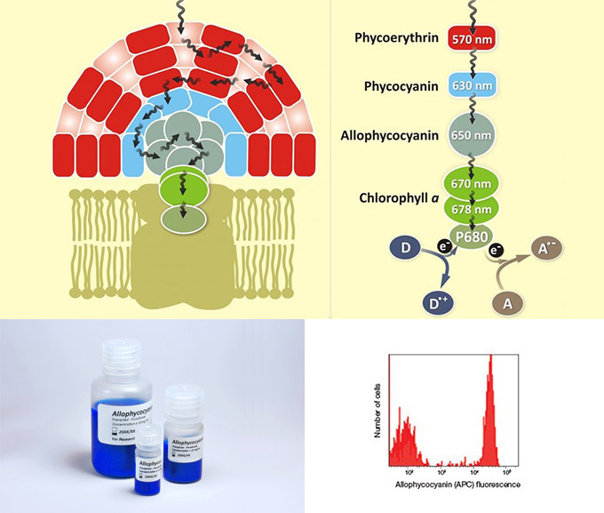 別藻藍蛋白（Allophycocyanin, APC)——超敏熒光染料