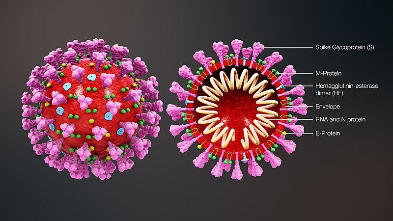 外泌體在病毒感染過(guò)程中發(fā)揮著非常重要的作用