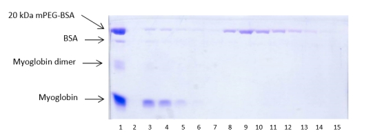 抗-聚乙二醇瓊脂糖親和純化20kDa的mPEG-BSA考馬斯藍染色SDS-PAGE電泳 抗-聚乙二醇瓊脂糖親和純化20kDa的mPEG-BSA考馬斯藍染色SDS-PAGE電泳