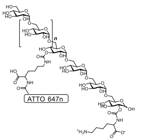 ATTO647n標記賴氨酸葡聚糖結構