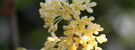 Osmanthus fragrans