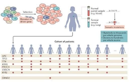 重磅！科學(xué)家完成對(duì)66種癌癥類型中2.8萬份腫瘤樣本的基因組分析 識(shí)別出568個(gè)<font color='red'>癌癥驅(qū)動(dòng)基因</font>！