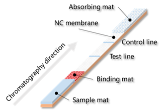 抗原快速檢測試紙條示意圖