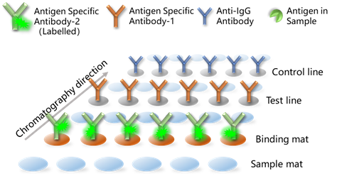 抗原檢測法反應原理示意圖