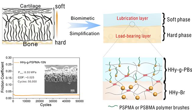 研究人員研發出仿生層狀關節<font color='red'>軟骨</font>潤滑材料
