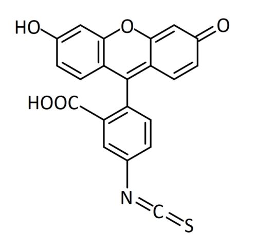 FITC異構體1的結構式