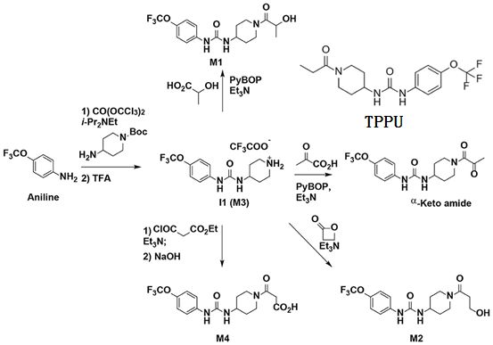 Science子刊：環氧水解酶抑制劑可降低神經炎癥，有望<font color='red'>治療阿爾茨海默病</font>