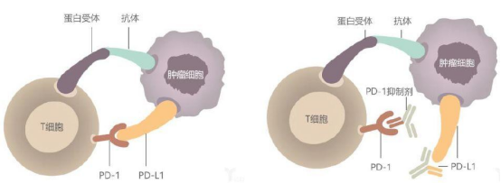 小分子抑制劑作用機(jī)理