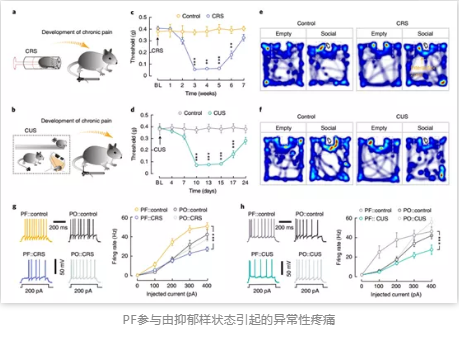 PF參與由抑郁樣狀態引起的異常性疼痛