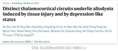 不同的丘腦皮質回路是由組織損傷和抑郁樣狀態引起的異常性疼痛的基礎 不同的丘腦皮質回路是由組織損傷和抑郁樣狀態引起的異常性疼痛的基礎