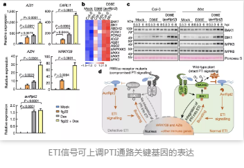 ETI信號可上調(diào)PTI通路關(guān)鍵基因的表達