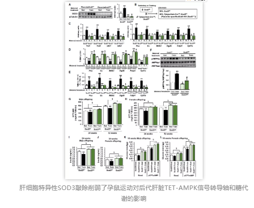 肝細胞特異性SOD3敲除削弱了孕鼠運動對后代肝臟TET-AMPK信號轉導軸和糖代謝的影響 肝細胞特異性SOD3敲除削弱了孕鼠運動對后代肝臟TET-AMPK信號轉導軸和糖代謝的影響