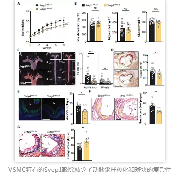 VSMC特有的Svep1敲除減少了動脈粥樣硬化和斑塊的復雜性