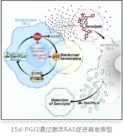 15d-PGJ2通過激活RAS促進(jìn)衰老表型