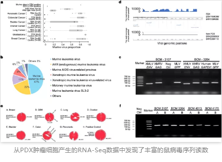 從PDX腫瘤細胞產生的RNA-Seq數據中發現了豐富的鼠病毒序列讀數