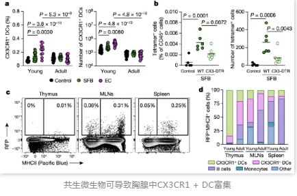 共生微生物可導(dǎo)致胸腺中CX3CR1 + DC富集