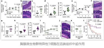 胸腺微生物群特異性T細(xì)胞在遠(yuǎn)端組織中起作用
