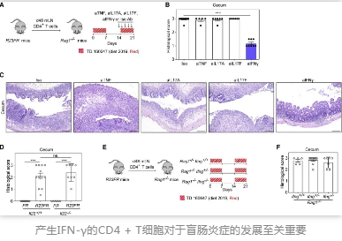 產生IFN-γ的CD4 + T細胞對于盲腸炎癥的發展至關重要