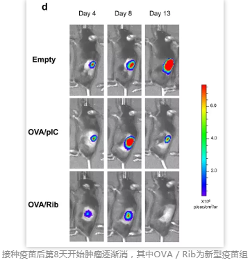 接種疫苗后第8天開始腫瘤逐漸消，其中OVA / Rib為新型疫苗組