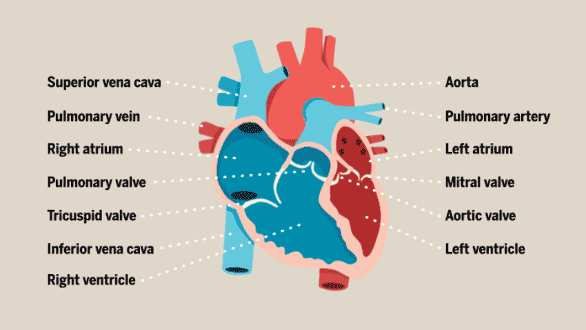 （來源：healthblog.uofmhealth.org）