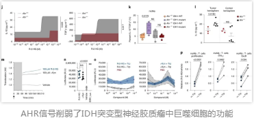 AHR信號削弱了IDH突變型神經膠質瘤中巨噬細胞的功能
