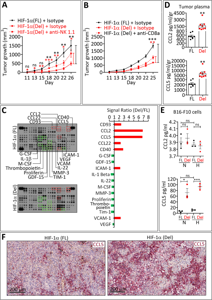 NK 和 CD8 + T 細胞向 HIF-1α Del 腫瘤的浸潤與腫瘤細胞釋放 CCL5 相關