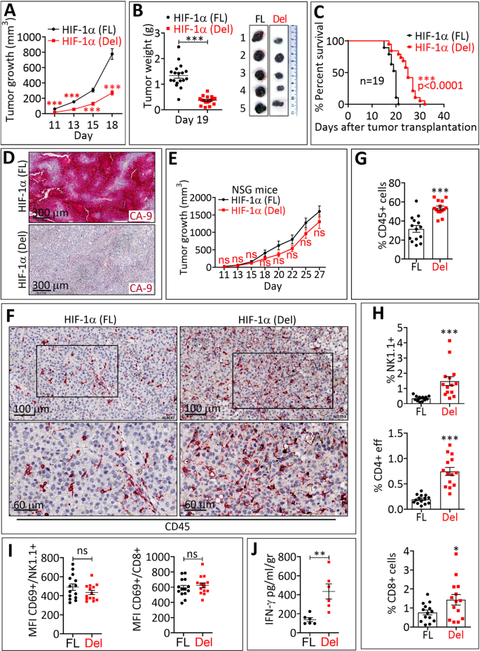 靶向 HIF-1α 的轉錄活性可抑制腫瘤生長