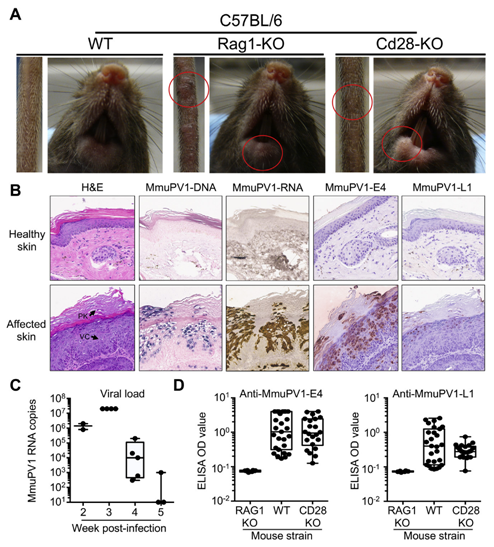cd28缺陷小鼠易受MmuPV1皮膚感染