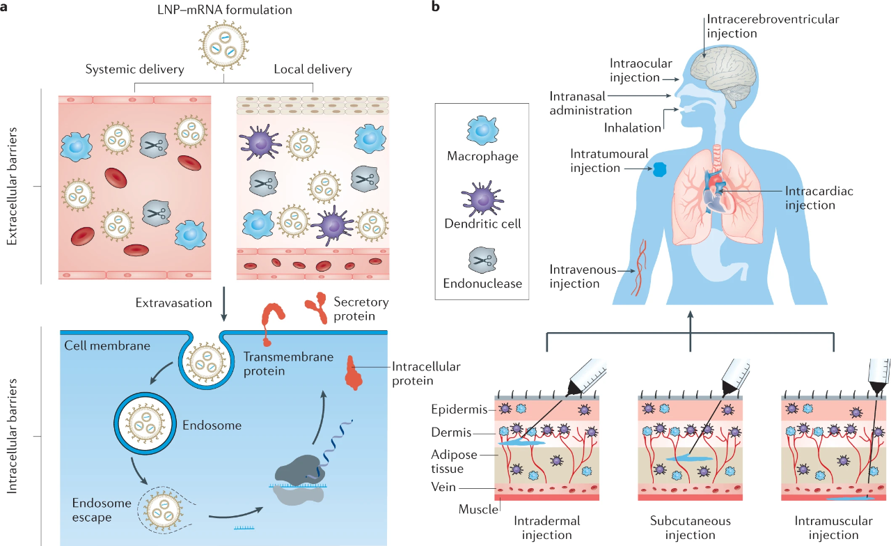 圖 | mRNA 藥物的脂質納米顆粒遞送途徑（來源：Nature）