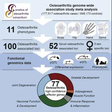 Cell重磅：骨關(guān)節(jié)炎研究里程碑！82萬人樣本揭示眾多新遺傳風險因素