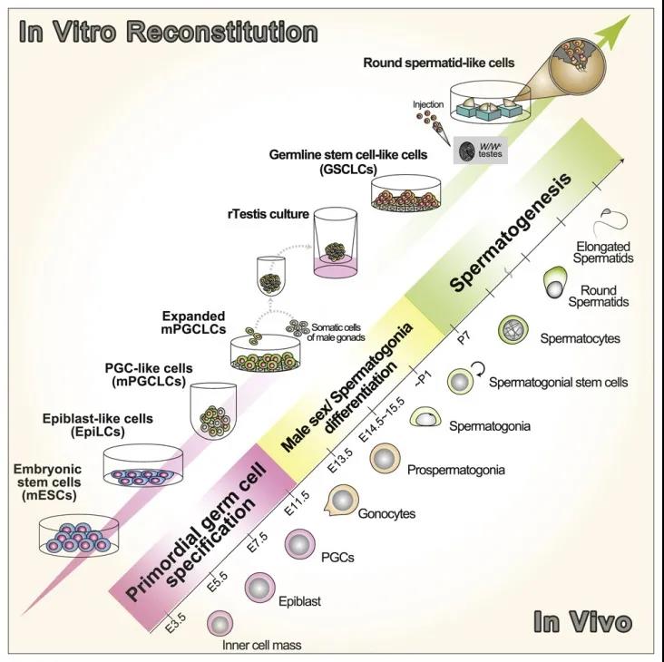 圖注：在小鼠模型中體外重建雄性生殖細(xì)胞發(fā)育流程圖