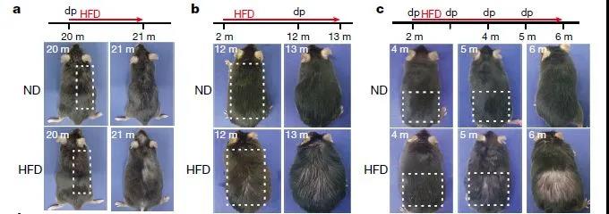 圖注：肥胖加速了小鼠毛發變稀疏的過程