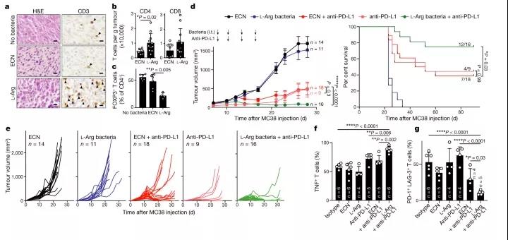 圖注：L- Arg 細菌與 PD-L1 阻斷協同促進 MC38 腫瘤排斥