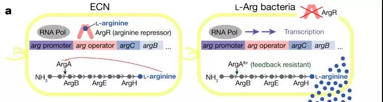 圖注：L- Arg細菌的示意圖