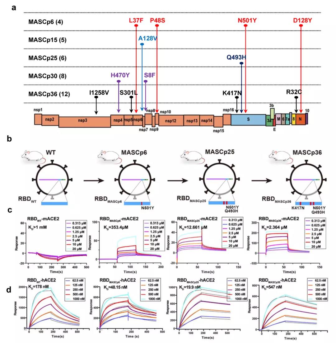 不同小鼠模型的RBD突變以及與hACE2的親和力