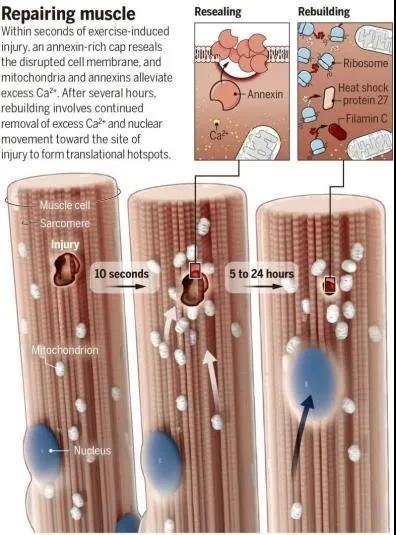 圖注：肌肉修復的過程