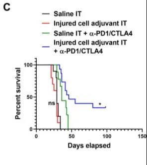 圖注：受損腫瘤細胞與全身檢查點抑制劑聯合使用后，患癌小鼠的存活率提升