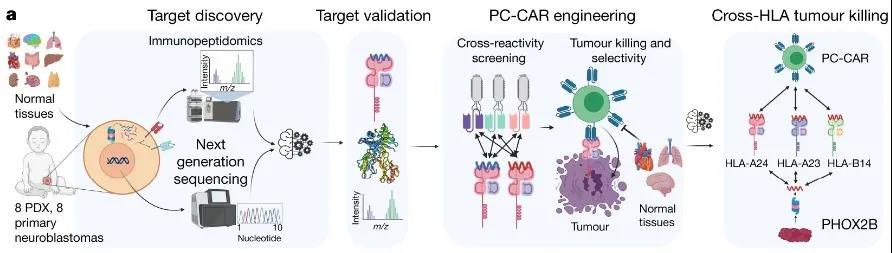 腫瘤-抗原發現過程以及CAR-工程操作流程
