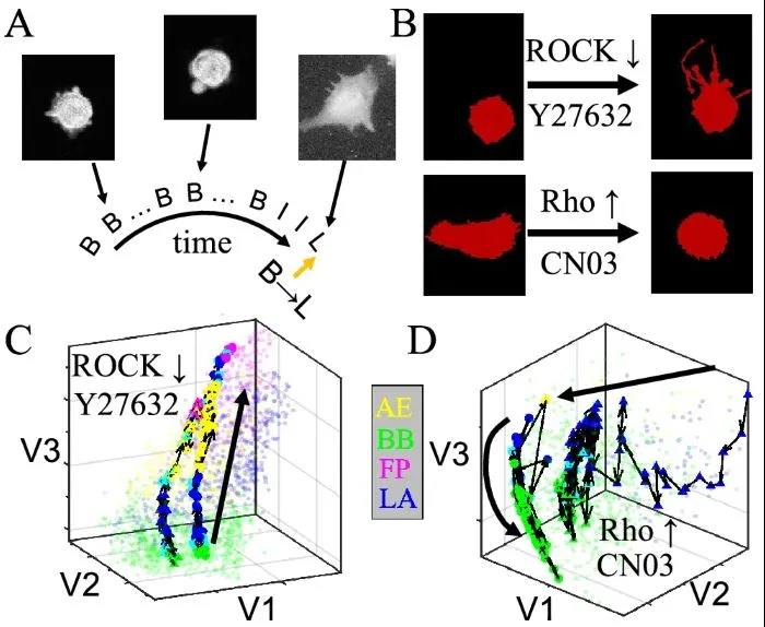 Rho/ROCK信號(hào)在內(nèi)部控制3D培養(yǎng)的MDA-MB-231細(xì)胞的中尺度形態(tài)動(dòng)力學(xué)表現(xiàn)