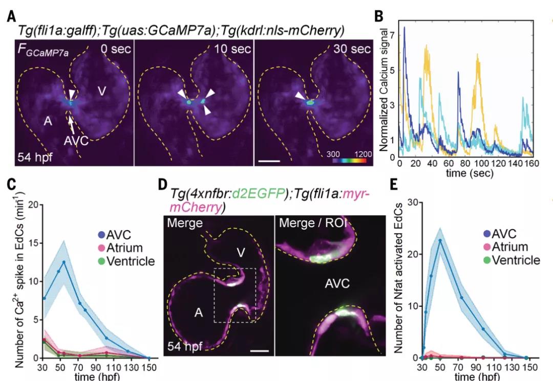 Ca2+振蕩幾乎只會(huì)在房室瓣的房室管區(qū)域形成(上）。掃描共聚焦熒光圖表征Ca2+振蕩的位置(下右)，胚胎受精數(shù)小時(shí)后（hpf），30-150小時(shí)內(nèi)，房室管（AVC）區(qū)域的鈣離子熒光峰值數(shù)目明顯比心房（A, Atrium）和心室（V, Ventricle）多（下左）。