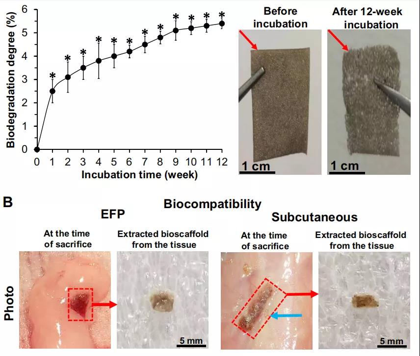 12周內，石墨烯-DEX生物支架的生物降價率變化（上），與皮下組織融合良好（下）。