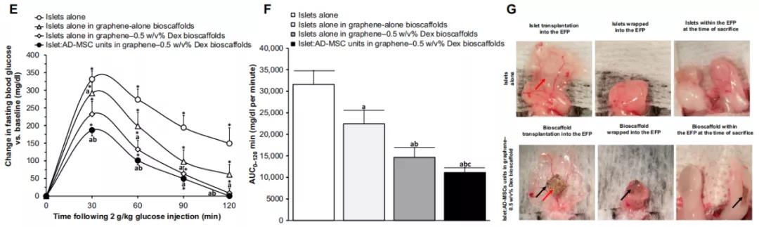 葡萄糖刺激動態反應實驗，攝入葡萄糖后120 min內，不同移植情況的小鼠的血糖變化（E、F）。培養后的小鼠體內，石墨烯-DEX生物支架在脂肪組織內穩定，沒有粘連/纖維帶。
