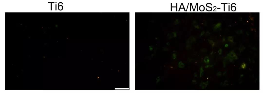 圖注：HA/MoS2-Ti6種植體的抗菌活性