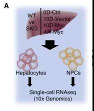 scRNA-seq試驗設計