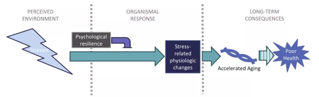 壓力、心理調節、細胞衰老之間的關系模型