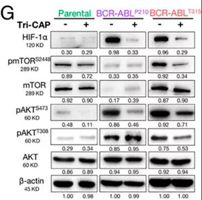 Tri-CAP處理后耐藥CMLAKT/mTOR/HIF-1α通路被激活（圖源：PNAS雜志）