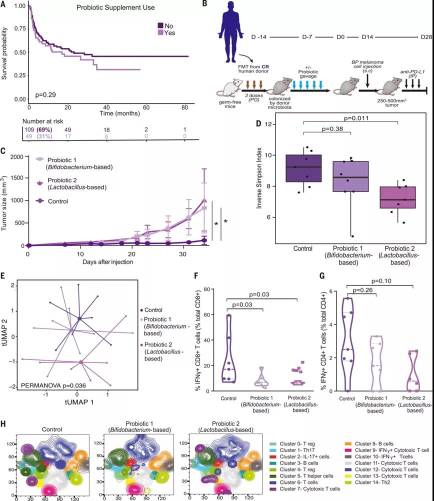 益生菌補充劑對黑色素瘤免疫治療的患者和臨床前模型的影響（圖源：Science）  