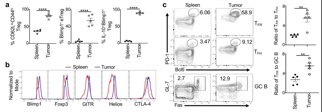 （腫瘤組織中Blimp1+ eTreg和TFR比例更高）
